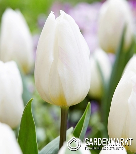 Tulpe Jan Paweł II 5 St.