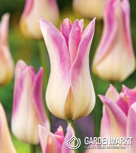 Tulpe Lily Elegant Lady  5 St.