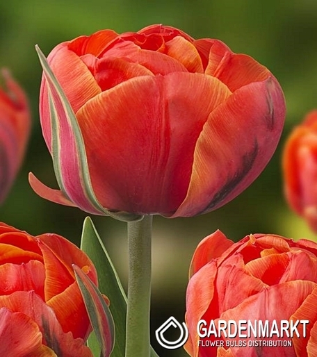 Tulpe Gefüllte Double Queensday 5 St.