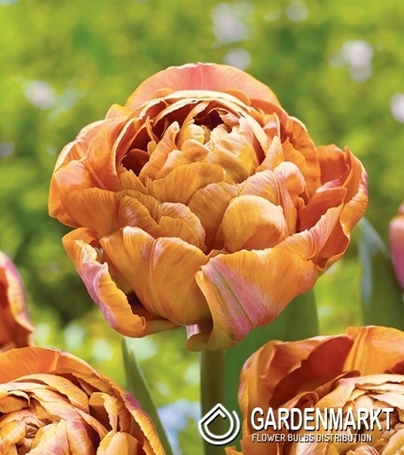 Tulpe Gefüllte Garden Flevor 5 St.