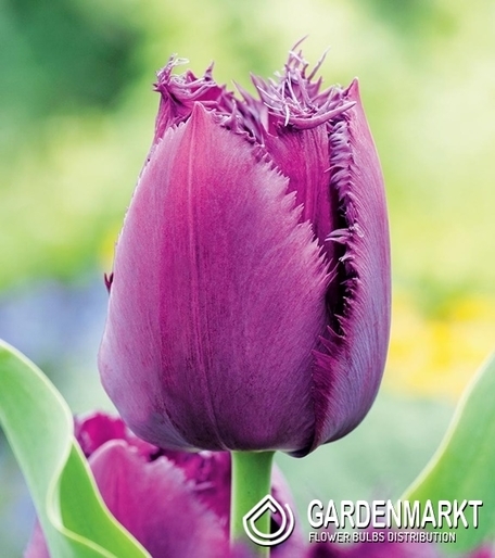 Tulpe Gefranste Curly Sue 5 St.
