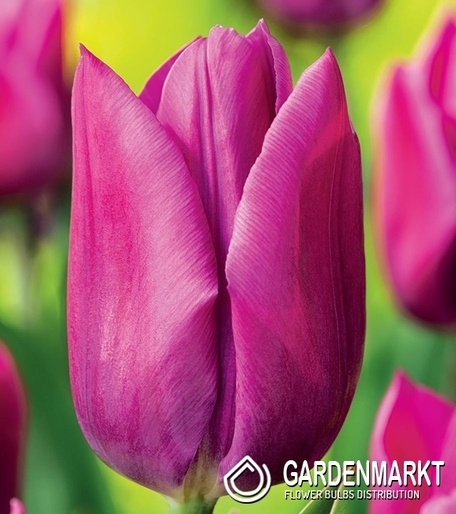 Tulpe Triumph Lilac Cup 5 St.