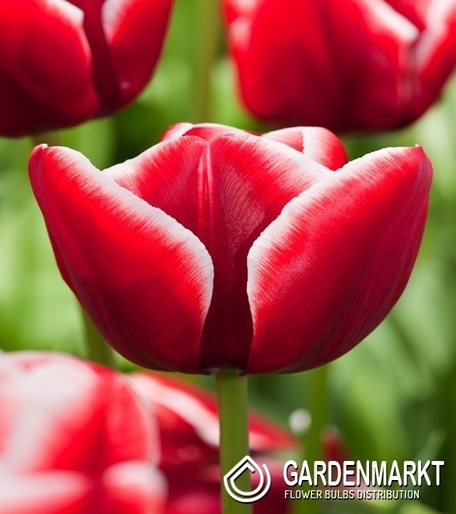 Tulpe Triumph Armani 5 St.