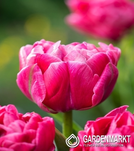 Tulpe Gefüllte Aveyron 5 St.