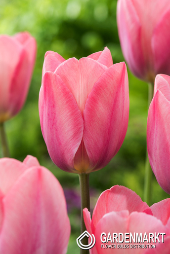 Tulpe Darwin Mystic Van Eijk 5 St.