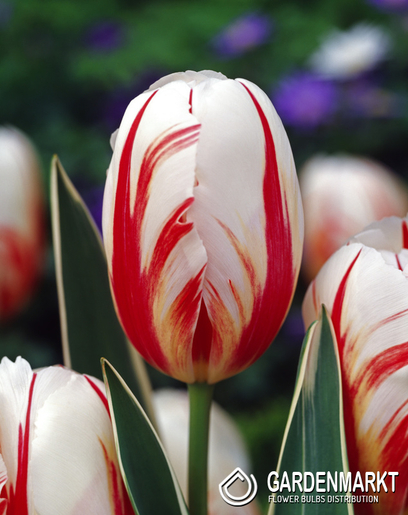 Tulpe Triumph Carnaval de Rio 5 St.