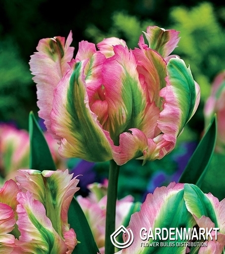 Tulpe Virindiflora Green Wave 5 St.
