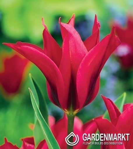 Tulpe Virindiflora Doll's Minuet 5 St.