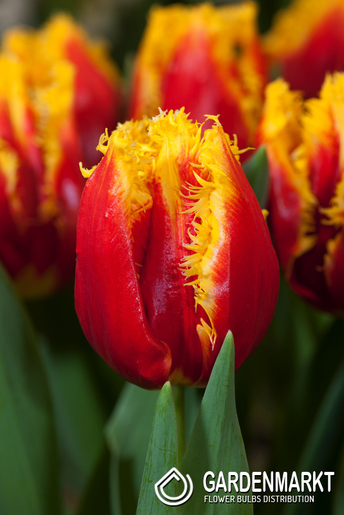 Tulpe Gefranste Davenport 5 St.