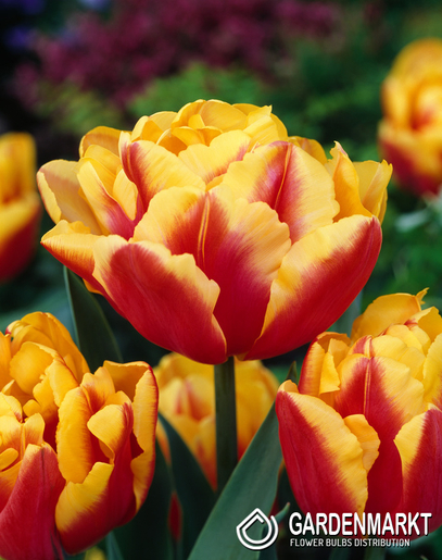 Tulpe Gefüllte Double Focus 5 St.