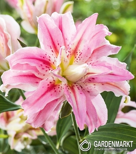 Gefüllte Orientalische Lilie Sweet Rosy 1 St.
