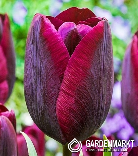 Tulpe Triumph Ronaldo 5 St.
