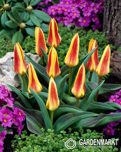 Tulpe Klein Giuseppe Verdi 5 St.