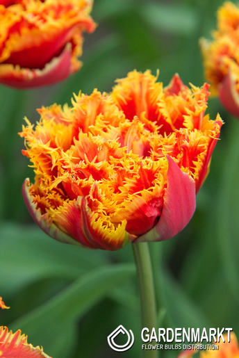 Tulpe Gefüllte Gold Dust 5 St.