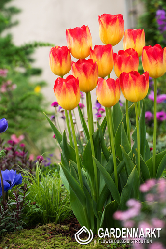 Tulpe Triumph Suncatcher 5 St.