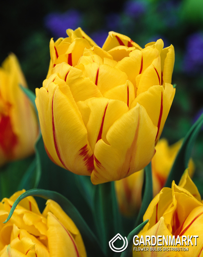 Tulpe Gefüllte Monsella 5 St.