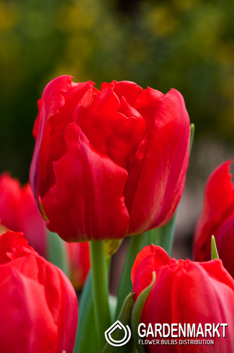Tulpe Gefüllte Viking 5 St.