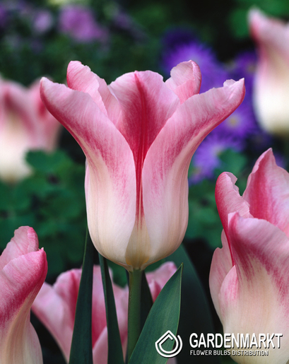 Tulpe Lily Holland Chic 5 St.
