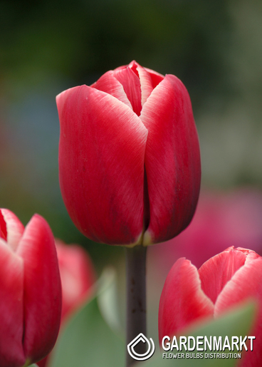 Tulpe Triumph Kung Fu 5 St.