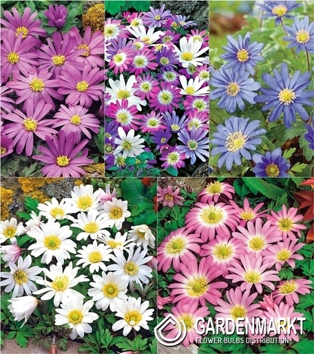 Eingestellt Anemone Blanda