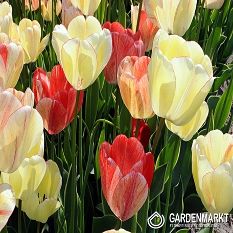 Tulpe Silverstream 5 St.