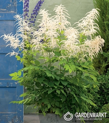 Aruncus Dioicus Kamtschaticus 1 St.