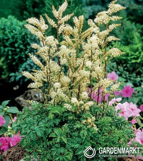 Aruncus Aethuisifolius 1 St.