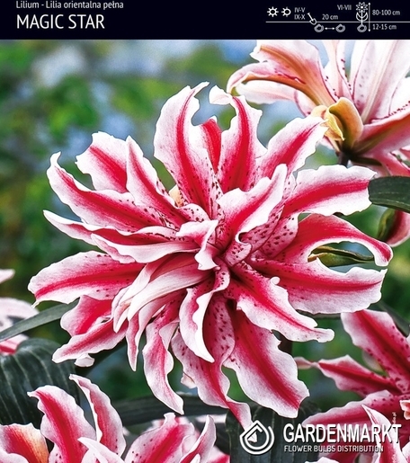 Gefüllte Orientalische Lilie Magic Star 1 St.