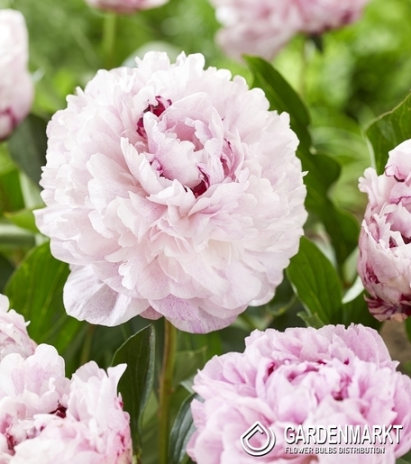 Paeonia The Fawn 1 St.