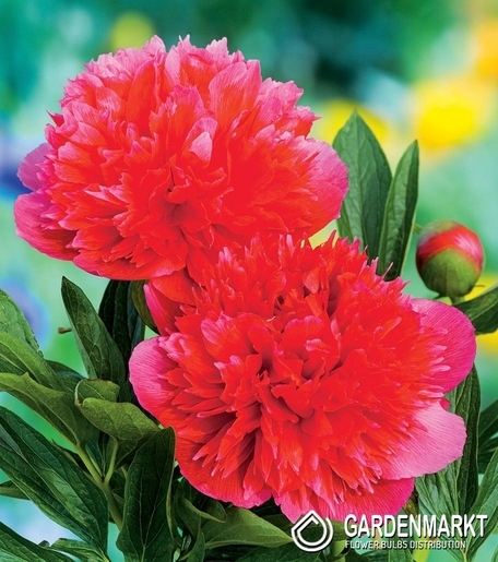 Paeonia  Officinalis Rubra Plena 1 St.