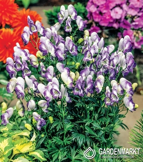 Aconitum Cloudy 1 St.