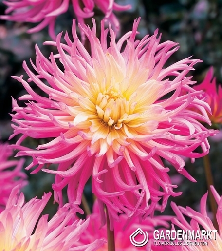 Dahlie Star's Favourite 1 St.