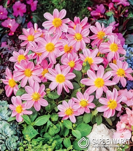Dahlie Top Mix Pink Bonne Esperance 1 St.