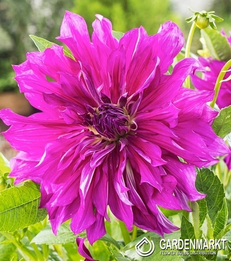 Dahlie Dekorativ Purple Taiheijo 1 St.