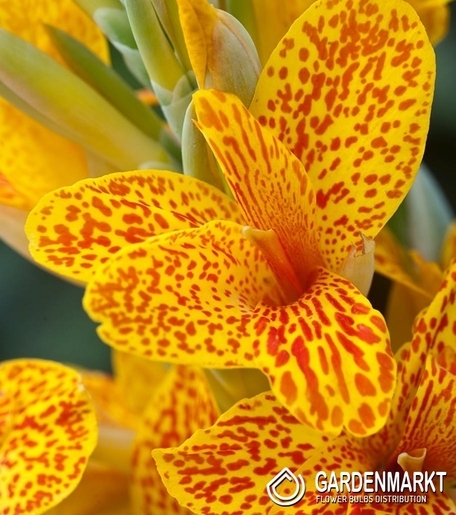 Canna Spotted - Gespikkeld 1 St.