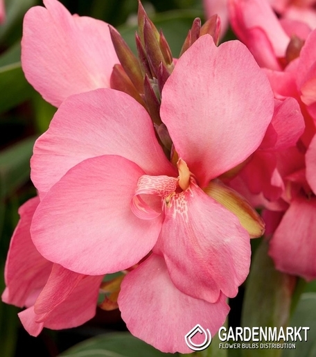 Canna Crimson Beauty 1 St.
