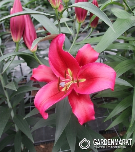 Lilie Ot Hybride Red Desire 1 St.