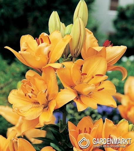 Asiatische Lilie Scoubidou 1 St.