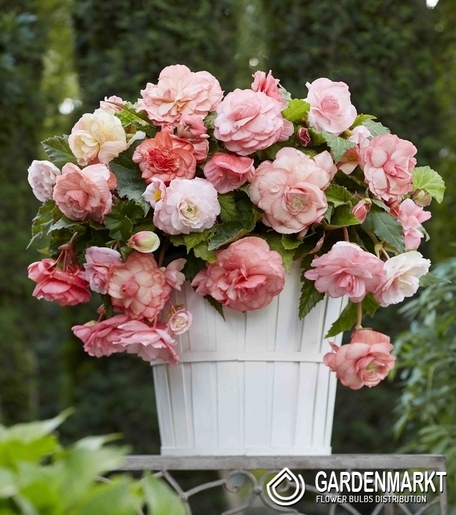 Begonie Splendide Flamenca 1 St.