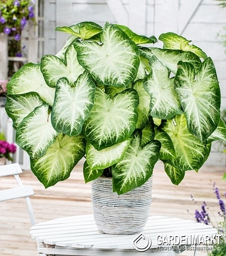 Caladium Aaron 1 St.