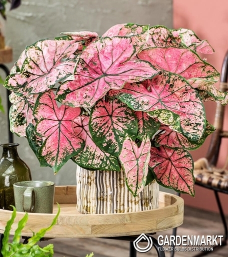 Caladium Festivia 1 St.