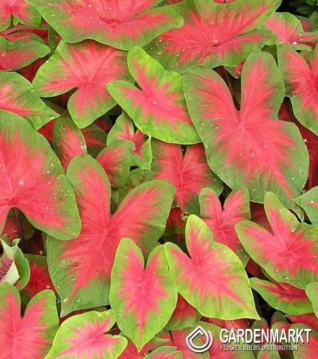 Caladium Florida Cardinal 1 St.