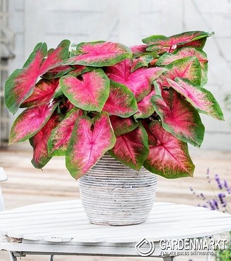 Caladium John Peed 1 St.
