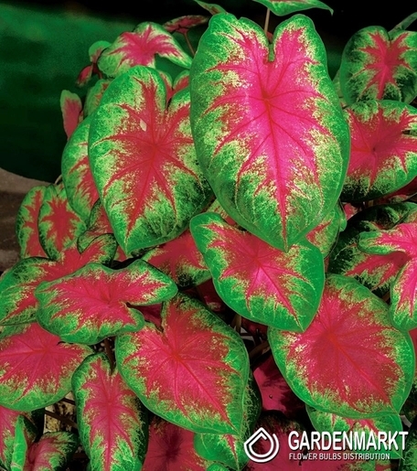 Caladium Kathleen 1 St.
