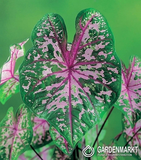 Caladium Pink Cloud 1 St.