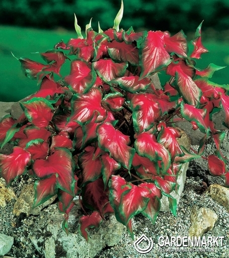 Caladium Red Frill 1 St.