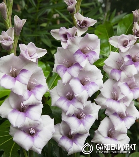 Gladiolus Condor Pasa 5 St.