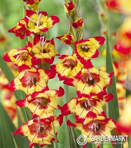 Gladiolus  Farah 5 St.