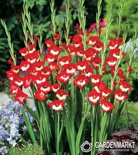 Gladiolus  Mademoiselle De Paris 5 St.