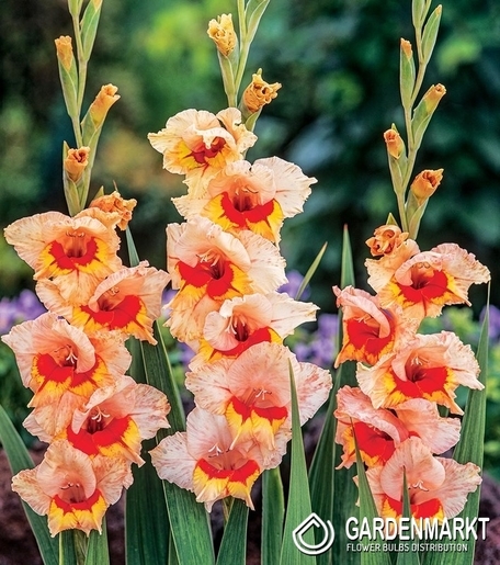 Gladiolus  Blackpool 5 St.